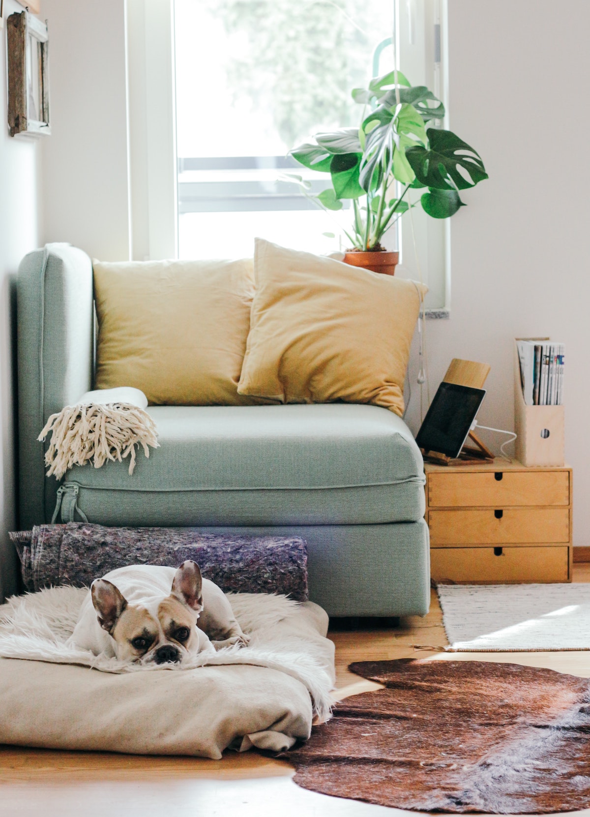 gsh3 gsh-properties-dog-sleeping